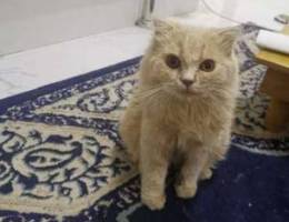 قط شيرازي اصلي. Original shirazi cat