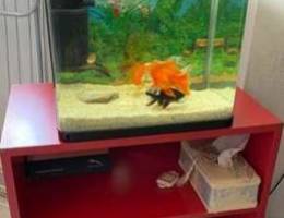 Tv stand aquarium stand and Aquarium