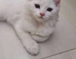 Shirazi cat imported.. 2 month only.. very...