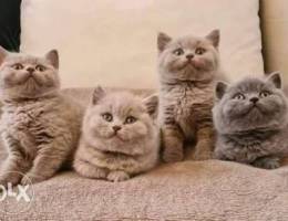 male and female British Shorthair kittens