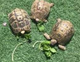 سلاحف برية للبيع فقط (tortoise for sale on...