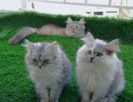 Siberian cats for sale قطط سيبيريه للبيع