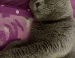 Scottish fold cat for sale / قط سكوتش فولد...