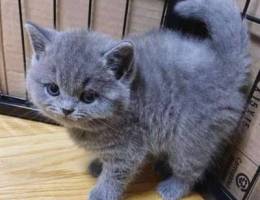 British shorthair kittens