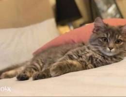 Mixed Persian & Turkish 4 months old for s...