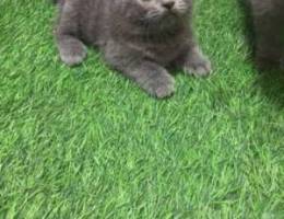 Scottish fold for sale