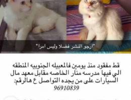 lost cat in mabellah