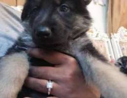 Lion German Shepherd Puppies Up For Adopti...