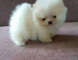 Beautiful Pomeranian puppies Available