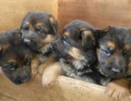 German Shepherd Pups