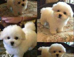 Donating 6 new born Bichon Frise 100% pure...