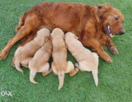 جراوي جولدن ريتريفر بيور golden retriever ...