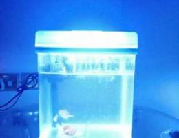 Mini aquarium with filter, 6 Fishes, water...