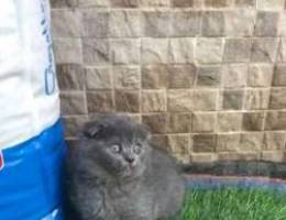 Scottish fold kitten for sale