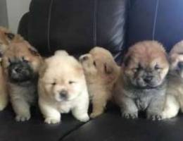 Chow Chow Puppies