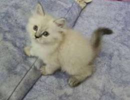 2 months old, Female Himalayan Ragdoll