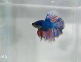 Halfmoon betta