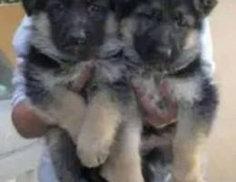 German Shepherd Puppies