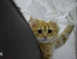 Turkish angora male kitten