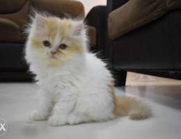 Pure persian kitten( flat face)