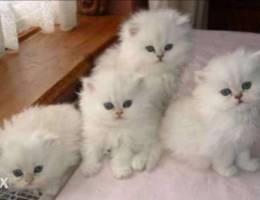 Persian Dollface Kittens