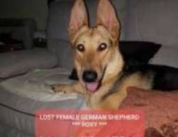 LOST female german shepherd