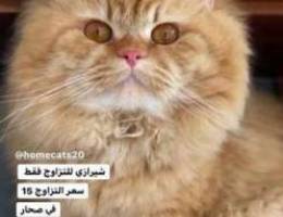 قطط ذكور للتازوج / cat for mating