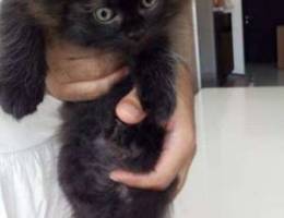 2 Months Old Male Shirazi Kitten Dark with...