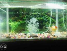 Aquarium and fish for sale