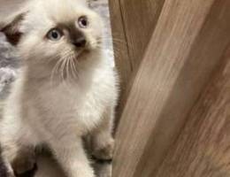 scottish fold blue points