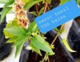 Sweet basil plant only 700 baisa