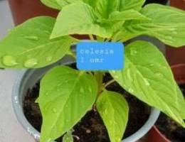 Celesia plant for all season 1 omr