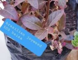 Brazilian joyweed plant only 500 baisa