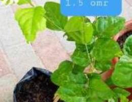 Jasmine all season flower plants 1.5 omr