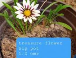 Treasure flower plant in a pot 1.2 omr