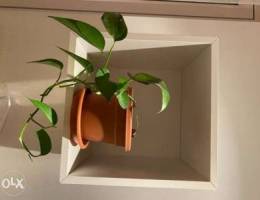 IKEA shelf and plant