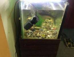 Fish Tank is Available for sale with 4 Fis...