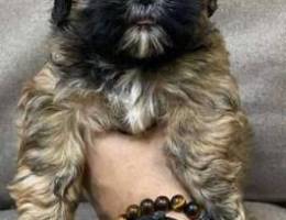 baby ShihTzu