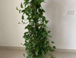 Pothos healthy plant