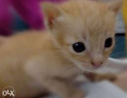 2 Very cute 1 month old kitten