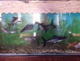 Aquarium for sale with Fishes