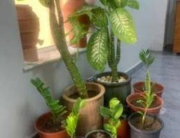 indoor plants for sale