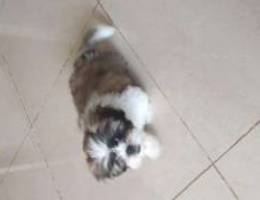 Shihtzu puppy for sale