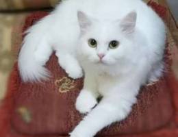 قطة شيرازيه Female cat