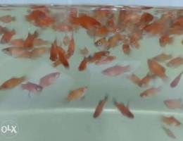 Red platy available home breeding