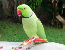 Indian Ring-necked Parrot