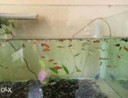 Platy and guppy, black phantom for sale