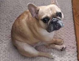 French bull dog for sale