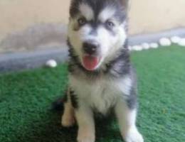 Siberian husky