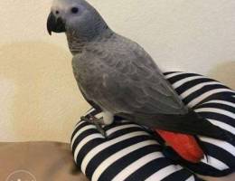 Talking African grey parrots pair for sale